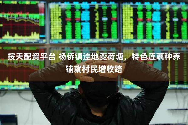 按天配资平台 杨侨镇洼地变荷塘，特色莲藕种养铺就村民增收路